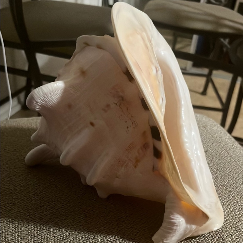 Large Conch Shell Decor